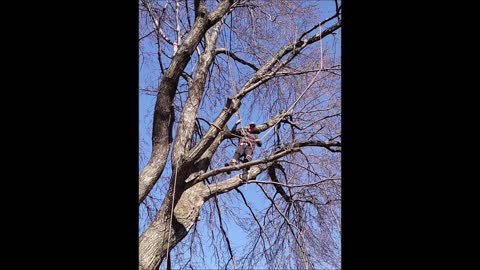 Jeremy Tree Service & Landscaping LLC - (502) 323-4850