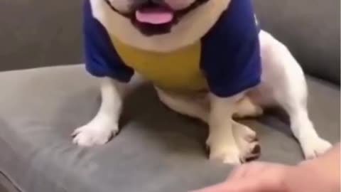 dog healthy training