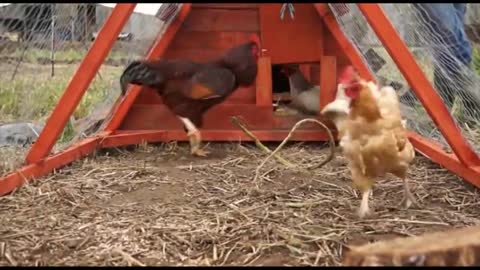 How chicken fight