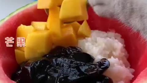 Cat video Playing Beautifull cat video Playing