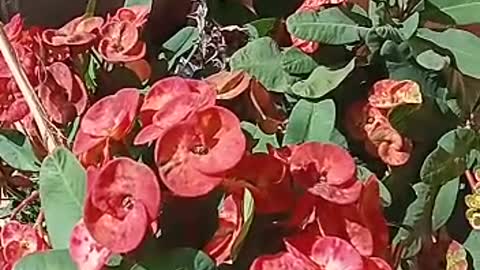 I found these gorgeous flowers at noon