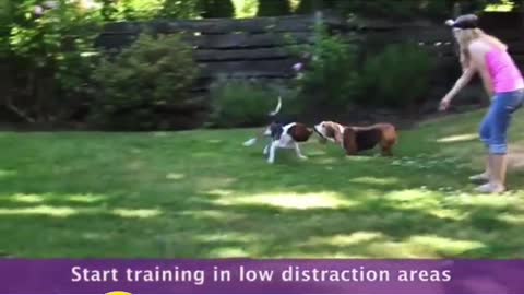 Basic Dog traning