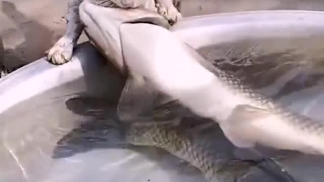 cat steals fish (unsuccessful)