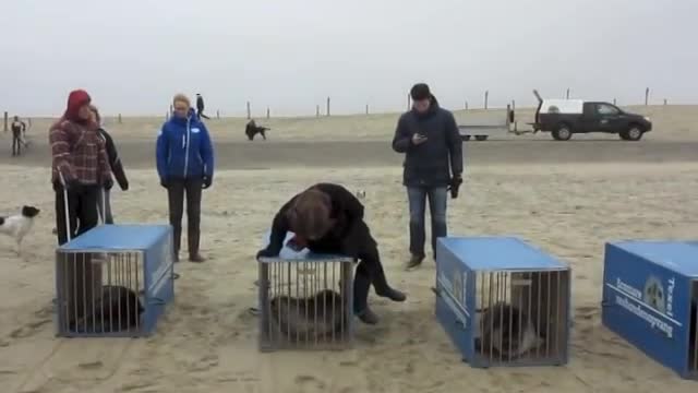 Seals Ecomare healthy again at sea in Ecomare Texel (netherlands)