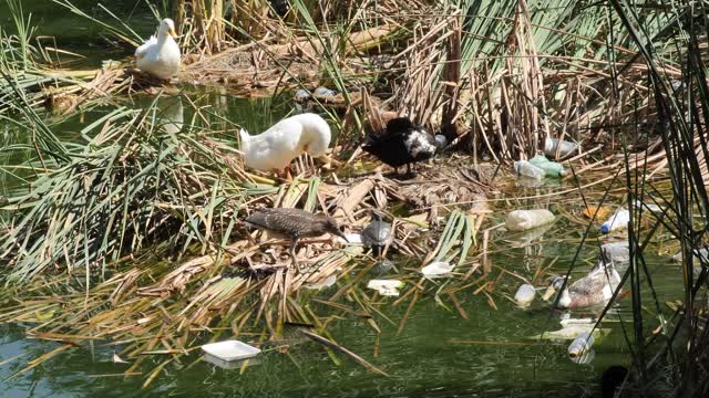 Ducks around a dirty and polluted river
