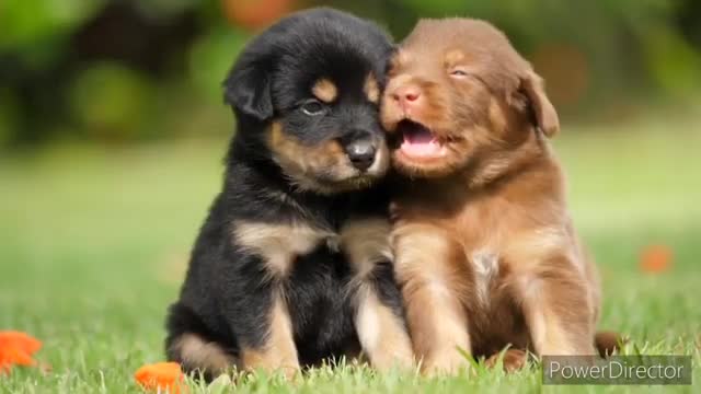 Cute pets playing #animal videos #cute#petsplay funny dogs playing#funny#dogs#dogs