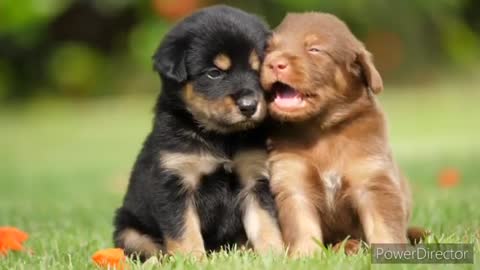 Cute pets playing #animal videos #cute#petsplay funny dogs playing#funny#dogs#dogs