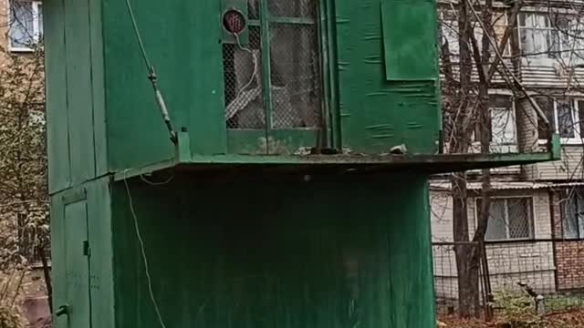 Rooster in the center of my town!