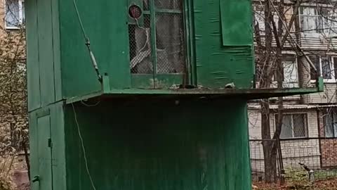 Rooster in the center of my town!