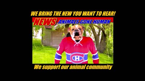 Proud Montreal Canadien fan gets hit by Tampa Bay Lightning!