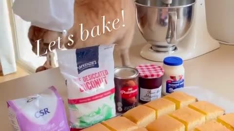 Cat cook milk cake 🍰😋