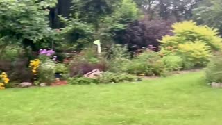 Quick trip garden tour