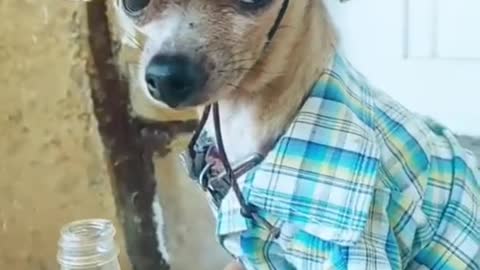 Funny dog video #dog