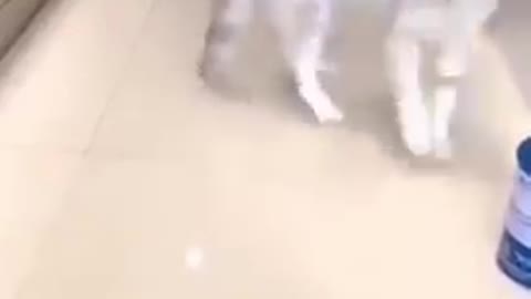 Cat - Messing up the visitor / Gato - Bagunçando o visitante #Shorts