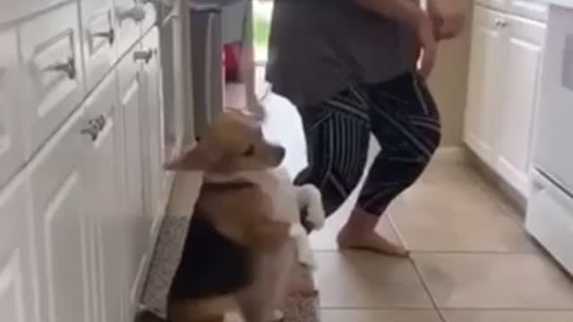 Cute Dog Dancing with Owner