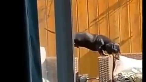 fun videos dog