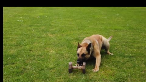 4K Dog 🐕 Mix; Clips,01 Dog attacked the training team