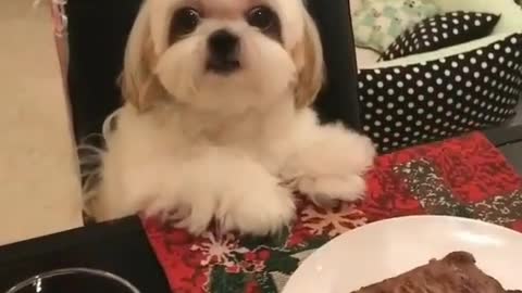 Funny Little Animals