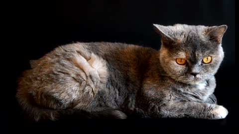 The anger cat