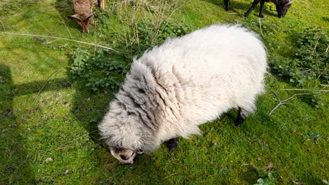 Sheep Continue To Graze And Ignore Guy Stood At The Fence