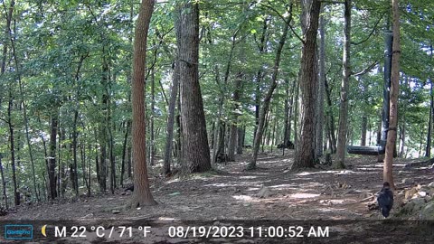 The Woods – 08/20/2023