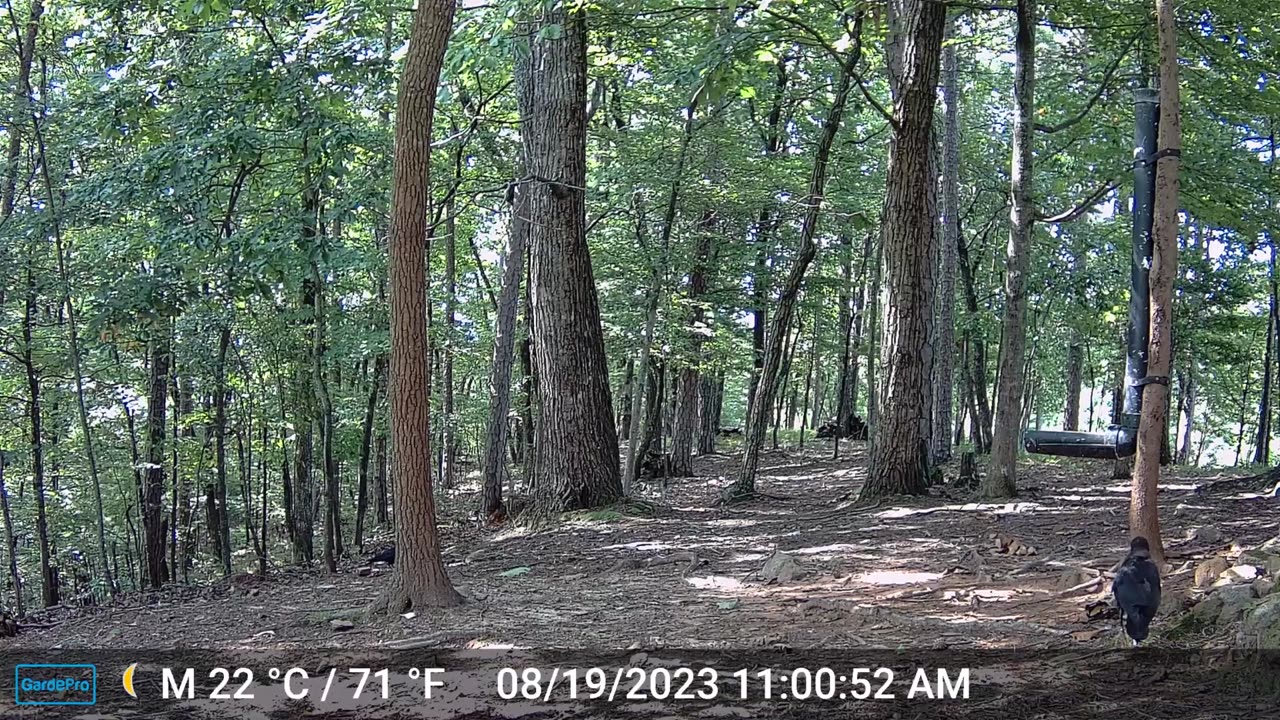 The Woods – 08/20/2023