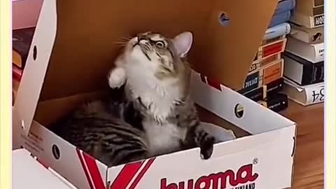 Healing kitten, cute pet cat, do you have any