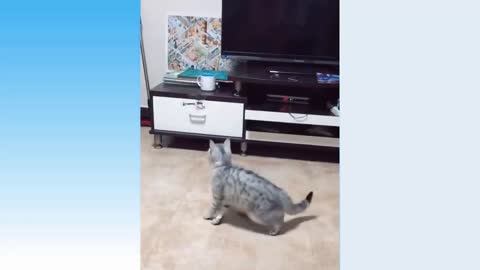 Funny Cat and cute expressions