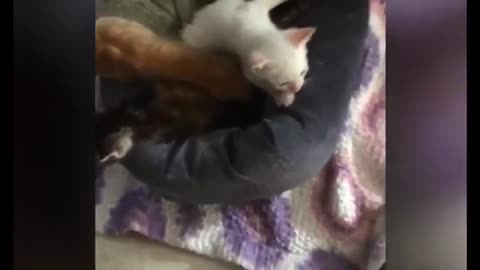 Cute_And_Lovely_Pets_Funny