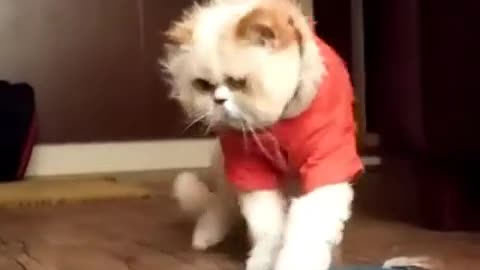 Michael Jackson's catwalk by cat