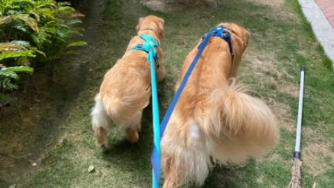 Beautiful, smart and cute dog