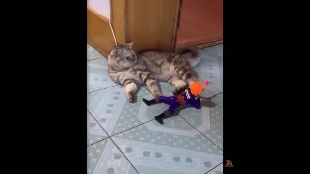 What are funny cats afraid of?