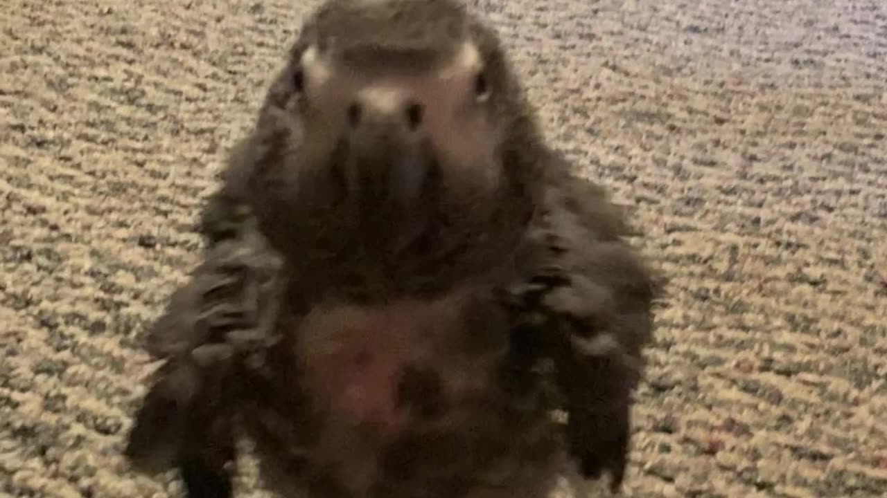 Rascal Talking
