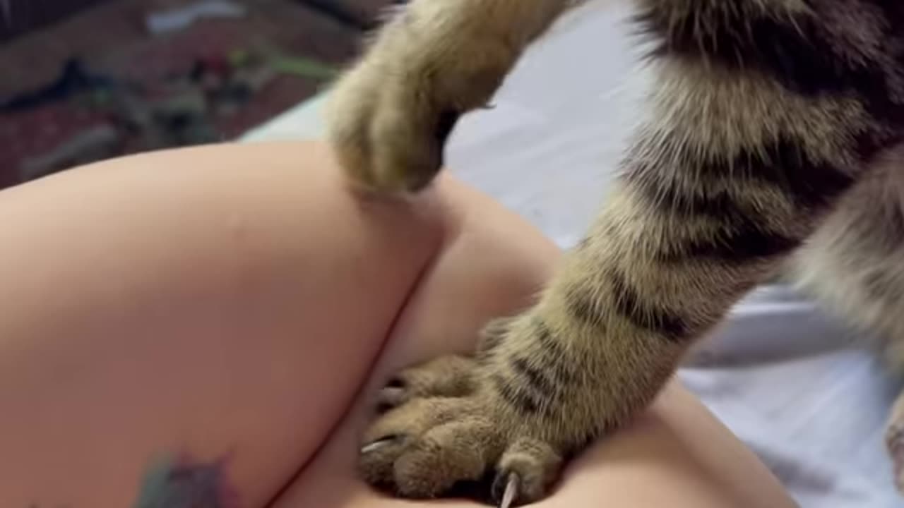 Cat. Beautiful cat.