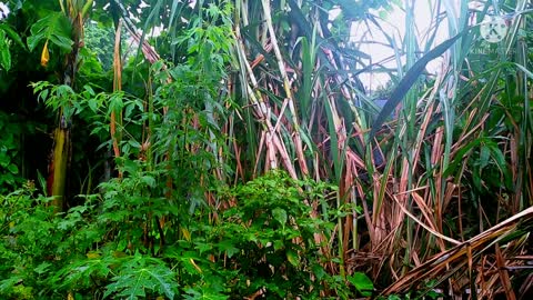 Soothing music during raining season