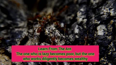 True Fact That Mastered By Legend and The Ant