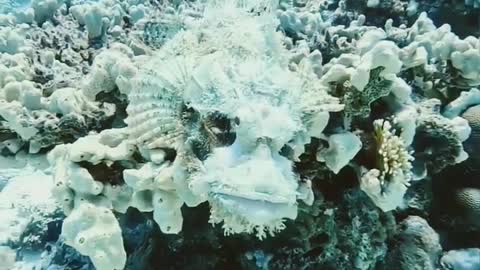 unseen creation inside atlantic
