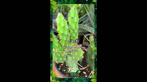 5 Plants that remove radiation from your home - Reload from Renard