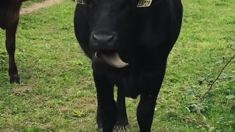 Is 'French lick' a breed of cattle?