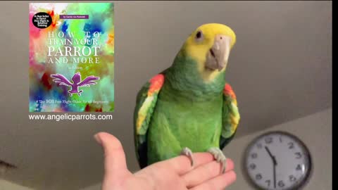 parrot training video