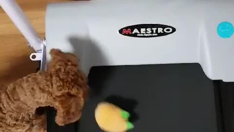 A puppy tries to play with a toy on the treamill