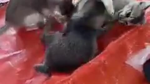 Cat Fight