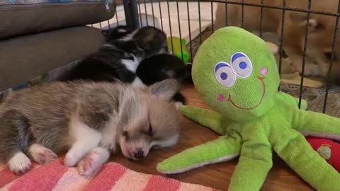Dogs no