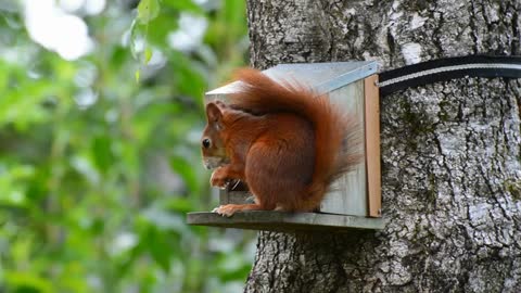 Best and funniest squirrel