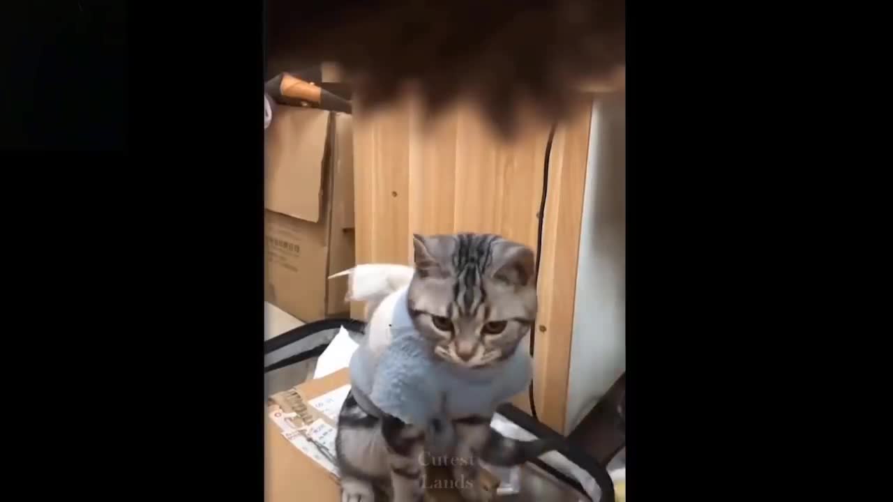 Cutest Pets ♥ Cute Baby Animals & Funny Pets Video Compilation || New