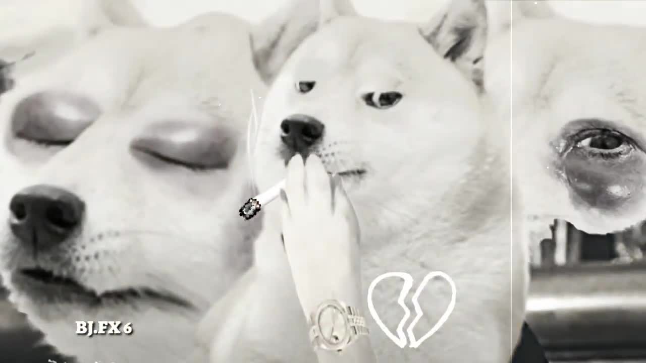dog sad love story must watch till end