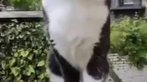 When you attach a bodycam to your cat 😂