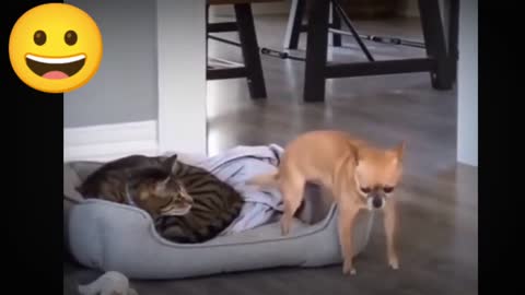 Dog and cat video. If you don't enjoy watching the video, I will return the MB