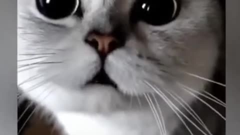 Funny cat voice