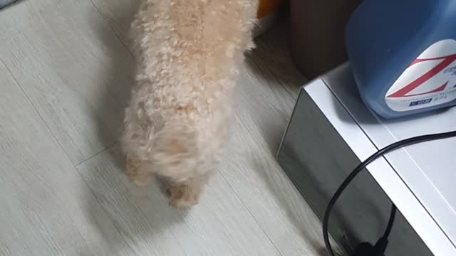 The puppy is smelling.